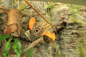The nobility of butterflies.