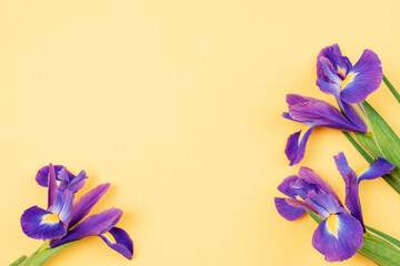 Three purple iris flowers on yellow background with copy space. Top view, flat lay