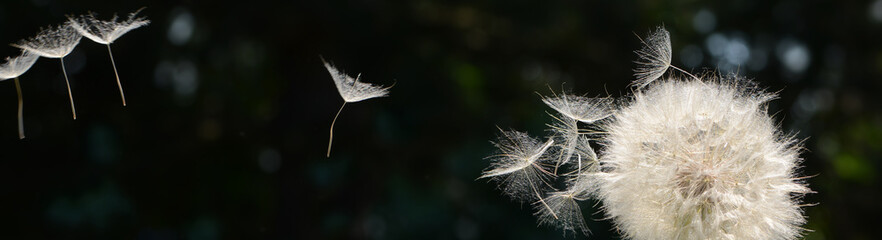 Pusteblume 3