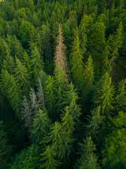 Dense green coniferous forest. Drone photo.