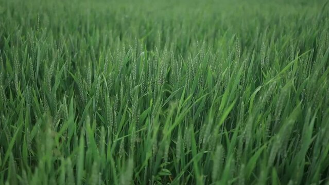 Juicy fresh ears of young green wheat on nature in spring summer field close-up of macro with free space for text. High quality photo