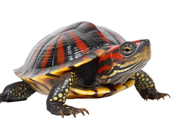 Fototapeta premium Pated wood turtle , generative artificial intelligence