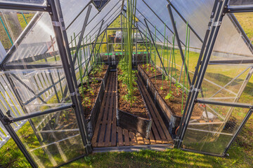 View of open greenhouse equipped with wooden floor with planted tomatoes and cucumbers. Sweden.