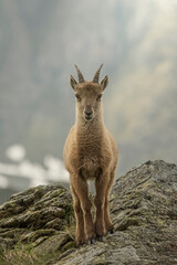 Young alpine ibex or mountain goat (Capra ibex) standing on a rock against mountain background on a spring morning, Piedmont Alps, Italy