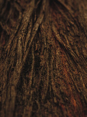 Wooden texture