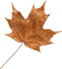 LAYER-LAB_1101186094_LC