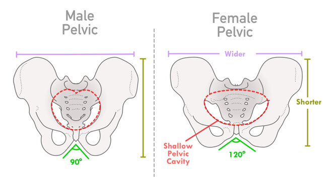 Female, male pelvis structure differences between. Human, man woman skeleton versus. Bone anatomy, shallow pelvic cavity wider, shorter bony. Illustration vector