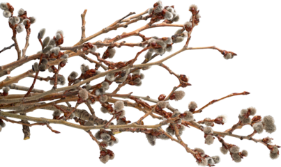 LAYER-LAB_0304200529_LC