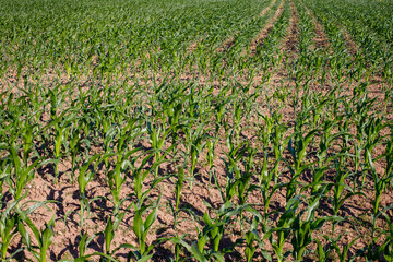 Fototapeta na wymiar corn seedlings in an agricultural field