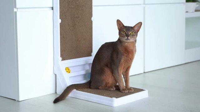 Cute Blue Abyssinian cat with yellow eyes sitting on cardboard scratch board at home. Corrugated Cardboard Cat Scratcher. Fun Interactive Scratching Boards for domestic cat. Lifestyle and Pet love.