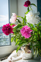 In summer, a beautiful cat lies on the windowsill near a vase of peonies.