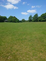 Grass with blue skies and trees