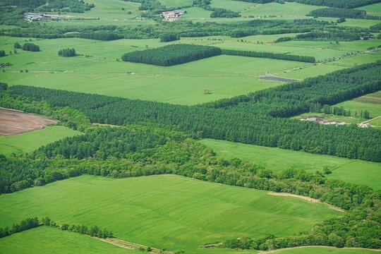 Hokkaido, Japan - June 6, 2023: Lattice windbreaks at Konsen Plateau Eastern Hokkaido, Japan
