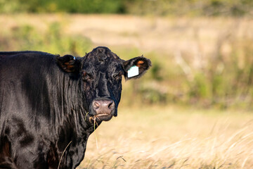 Angus brood cow looking at camera with neg space