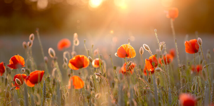 Panorama bio natur Wildblumenwiese roter Mohn, Gr&auml;ser und Kornblumen im Gegenlicht
