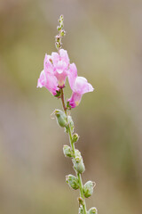 Antirrhinum australe