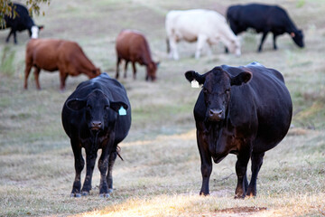 Herd of different breed cattle in drought pasture