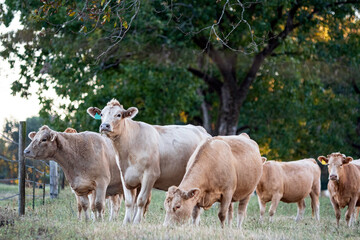 Herd of white beef cattle in a pasture © jackienix