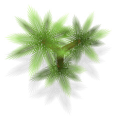 Obraz premium Green plant top view. Landscape plan design