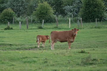 Limousin meat cattle cow and calf grazing on  meadow