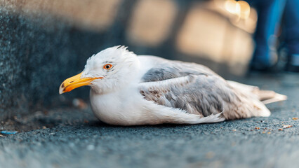 A seagull in Istanbul, Turkey