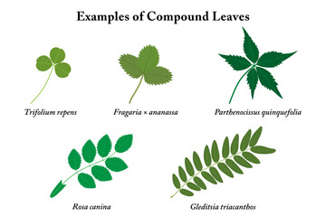 Examples of compound leaves with names. Green leaves isolated on white background.