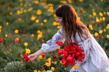 Woman field tulips sunset. Woman against sunset and wild tulip flowers, natural seasonal background. Multi-colored tulips Tulipa schrenkii in their natural habitat are listed in the Red Book.