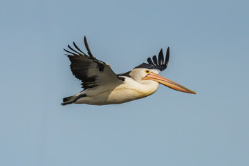 Australian Pelican flying over Boggy Creek at Merimbula