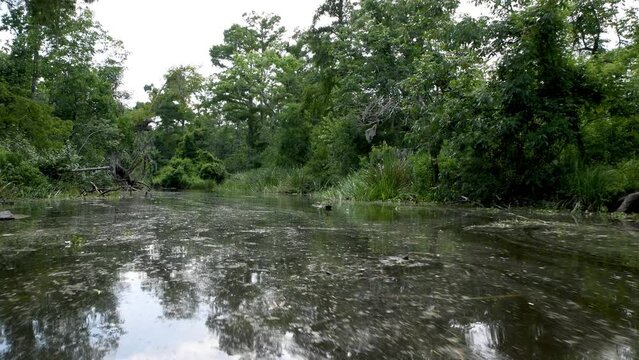 Through a murky swamp in Louisiana