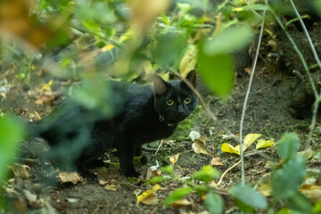 A black cat through the leaves