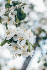 Obraz premium Blooming apple trees in the garden, beautiful photo, wallpaper