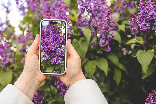 The girl photographs lilacs, the phone is in her hands