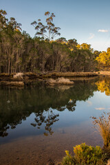 Obraz premium Late afternoon tree reflections at the creek