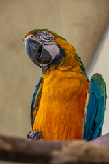 Parrot