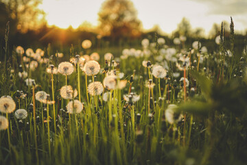 Dandelion In Field At Sunset - Freedom to Wish