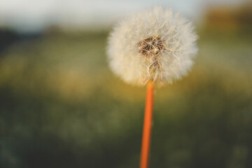 Obraz premium Dandelion In Field At Sunset - Freedom to Wish
