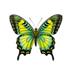 Obraz premium Tropical butterfly isolated. Illustration AI Generative.