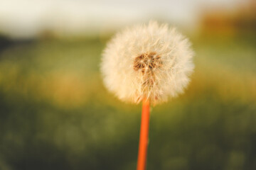 Dandelion In Field At Sunset - Freedom to Wish