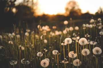 Dandelion field at sunset, rural aesthetic