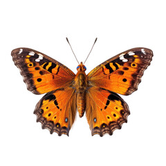 Fototapeta premium Tropical butterfly isolated. Illustration AI Generative.