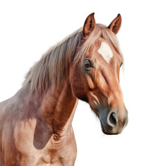 Fototapeta premium Horse portrait isolated. Illustration AI Generative.