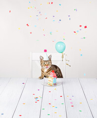 Hungry Birthday cat celebrates with cake at party - 613307212