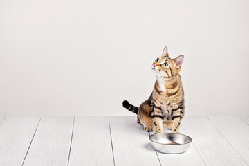Hungry domestic tabby cat sitting by food dish