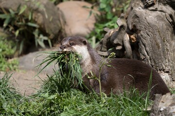 otter on the grass