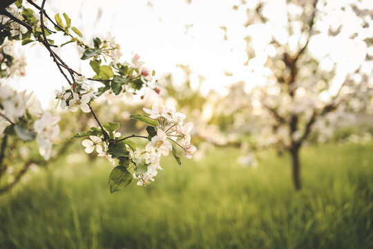 Blooming apple trees in the garden, beautiful photo, wallpaper