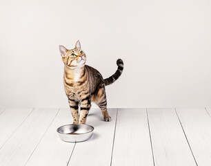 Hungry domestic tabby cat standing by food dish - 613307834