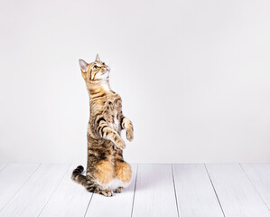 Cute cat begs for treats on a white background - 613308061