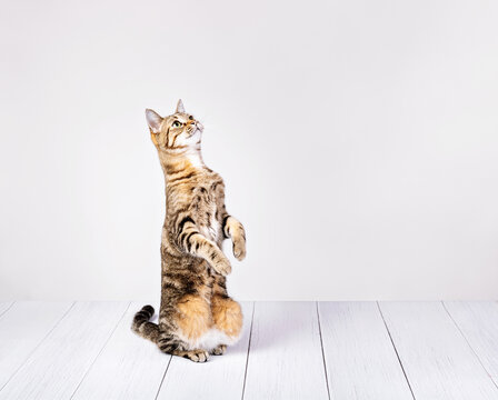 Cute Cat Begs For Treats On A White Background