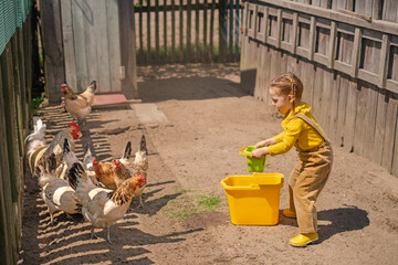 A child talks to the chickens and feeds them grain from their bucket in the backyard of the farm