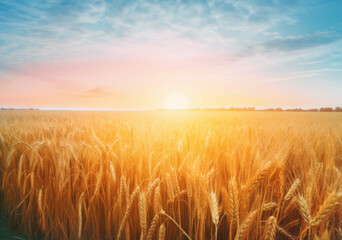 Obraz premium Golden ears of ripe wheat in a field with morning sun rising over horizon